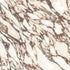 Novara Pavonazzetto Matt Porcelain Tiles 60x120cm